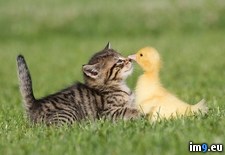 Tags: duckling, kitten (Pict. in Beautiful photos and wallpapers)