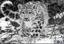 Tags: leopard, snow, wallpaper, wide (Pict. in Unique HD Wallpapers)