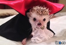 Tags: dracula, hedgehog (Pict. in Rehost)