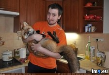 This is a one cute fox (#Cute #One #Fox) - 45 KB Tags: cute, fox, one (Pict. in Rehost)