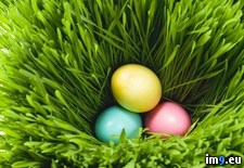Tags: easter, eggs, grass (Pict. in Beautiful photos and wallpapers)