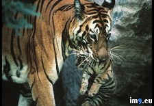 Tags: carrying, cub, tiger (Pict. in National Geographic Photo Of The Day 2001-2009)