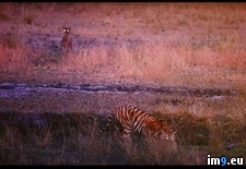 Tags: drink, tiger (Pict. in National Geographic Photo Of The Day 2001-2009)