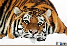 Tags: 1080p, tiger, wallpaper (Pict. in Unique HD Wallpapers)
