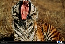 Tags: reza, tiger (Pict. in National Geographic Photo Of The Day 2001-2009)