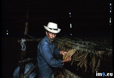 Tags: farmer, tobacco (Pict. in National Geographic Photo Of The Day 2001-2009)
