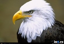 Tags: bald, eagle, tongass (Pict. in National Geographic Photo Of The Day 2001-2009)