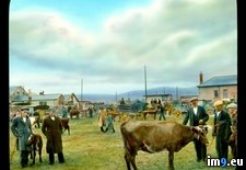 Tags: cattle, market, tralee (Pict. in Branson DeCou Stock Images)