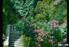 Tags: carlotta, detail, garden, tremezzo, villa (Pict. in Branson DeCou Stock Images)