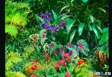 Tags: anthurium, carlotta, detail, garden, tremezzo, villa (Pict. in Branson DeCou Stock Images)