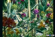 Tags: cactus, carlotta, detail, flowers, garden, tremezzo, villa (Pict. in Branson DeCou Stock Images)