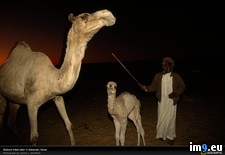 Tags: camels, elder, oman, tribal (Pict. in National Geographic Photo Of The Day 2001-2009)