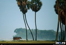 Tags: hippo, trotting (Pict. in National Geographic Photo Of The Day 2001-2009)