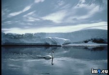 Tags: swan, trumpeter (Pict. in National Geographic Photo Of The Day 2001-2009)