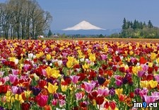 Tags: farm, field, oregon, shoe, tulip, woodburn, wooden (Pict. in Beautiful photos and wallpapers)