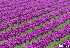 Tags: farm, skagit, tulips, valley, washington (Pict. in Beautiful photos and wallpapers)