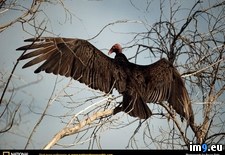 Tags: turkey, vulture (Pict. in National Geographic Photo Of The Day 2001-2009)