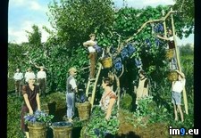 Tags: grapes, harvesting, tuscany, workers (Pict. in Branson DeCou Stock Images)