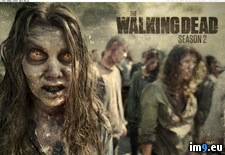 Tags: dead, show, walking (Pict. in TV Shows HD Wallpapers)