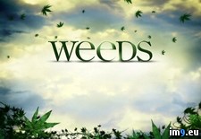 Tags: show, weeds (Pict. in TV Shows HD Wallpapers)