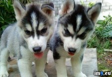 Tags: blue, eyes, huskyt, puppies, siberian, two (Pict. in Cute Puppies)