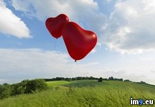 Tags: flight, hearts, two (Pict. in Beautiful photos and wallpapers)