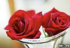Tags: red, roses, two (Pict. in Beautiful photos and wallpapers)