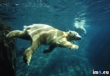 Tags: bear, california, diego, polar, san, underwater, zoo (Pict. in Beautiful photos and wallpapers)