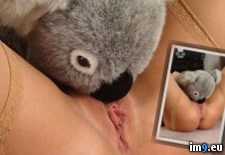 Tags: bear, koala, stuffed, vagina (Pict. in My r/VAGINA favs)