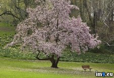 Tags: delaware, garden, nature, park, spring, tree, valley, wilmington (Pict. in Beautiful photos and wallpapers)