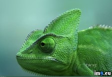 Tags: chameleon, clipcanvas, germany, rheinberg, terrazoo, veiled (Pict. in Best photos of March 2013)