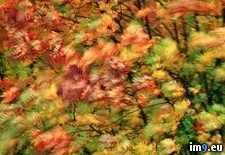 Tags: autumn, leaves, vermont (Pict. in National Geographic Photo Of The Day 2001-2009)