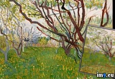 Tags: flowering, gogh, orchard, van, vincent (Pict. in Metropolitan Museum Of Art - European Paintings)
