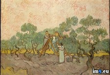 Tags: gogh, olives, picking, van, vincent, women (Pict. in Metropolitan Museum Of Art - European Paintings)