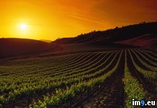 Tags: california, napa, sunset, valley, vineyards (Pict. in Beautiful photos and wallpapers)