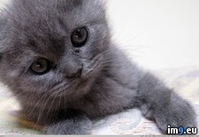 Tags: 1366x768, kotenok, vislouhii, wallpaper (Pict. in Cats and Kitten Wallpapers 1366x768)