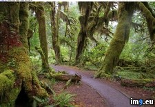 Tags: forest, hoh, national, trail (Pict. in Photos of Nature)