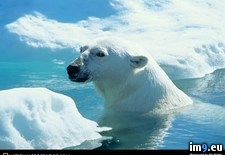 Tags: bay, bear, polar, wager (Pict. in National Geographic Photo Of The Day 2001-2009)