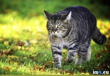 Tags: 1366x768, grass, walk, wallpaper (Pict. in Cats and Kitten Wallpapers 1366x768)
