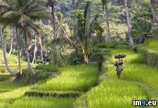 Tags: bali, indonesia, paddy, rice, walking (Pict. in Beautiful photos and wallpapers)