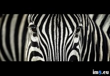Tags: africa, south, watchful, zebra (Pict. in Beautiful photos and wallpapers)