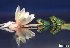 Tags: edible, frogs, lily, water (Pict. in Beautiful photos and wallpapers)