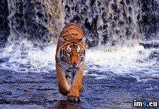 Tags: bengal, tiger, walk, waterfall (Pict. in Beautiful photos and wallpapers)