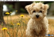 Tags: highland, puppy, terrier, west, white (Pict. in Cute Puppies)