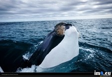 Tags: doubilet, peek, whale (Pict. in National Geographic Photo Of The Day 2001-2009)