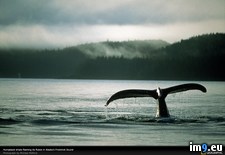 Tags: frederick, sound, tail, whale (Pict. in National Geographic Photo Of The Day 2001-2009)