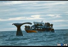 Tags: tour, watching, whale (Pict. in National Geographic Photo Of The Day 2001-2009)