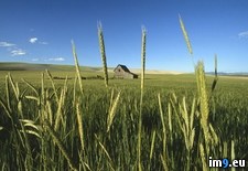Tags: farm, wheat (Pict. in National Geographic Photo Of The Day 2001-2009)