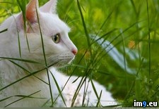 Tags: 1366x768, cat, wallpaper, white (Pict. in Cats and Kitten Wallpapers 1366x768)
