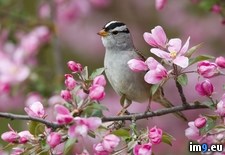 Tags: crowned, montana, sparrow, troy, white (Pict. in Beautiful photos and wallpapers)